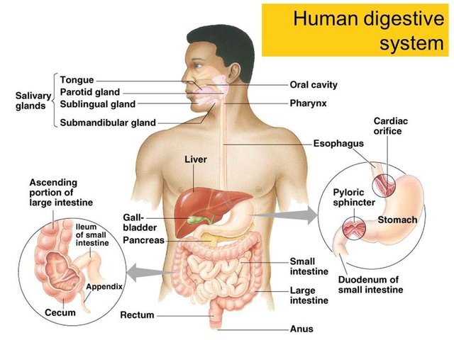 digestive system.jpg