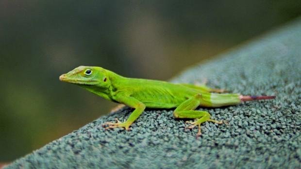 anole-620x349.jpg