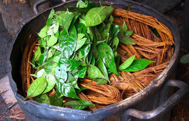 Ayahuasca-21.jpg