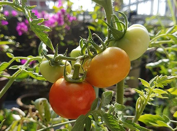 Tomatoes03.jpg