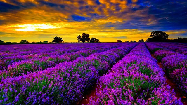 Lavender-fields-covere.jpg