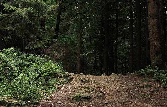 path in the forest