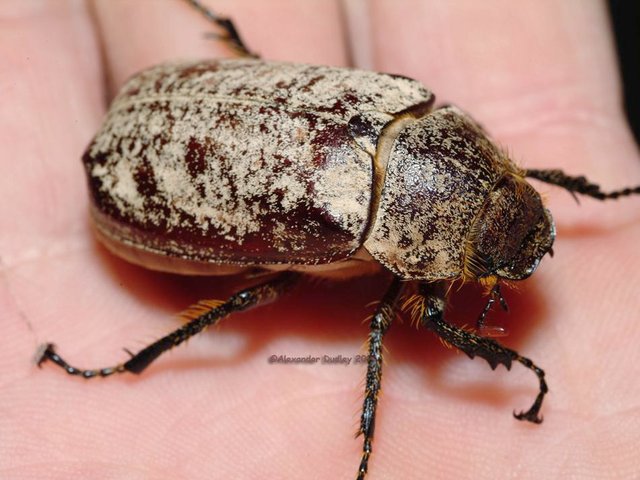 59357753.GreybackCaneBeetle.jpg