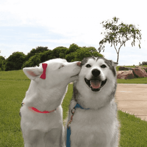 This is a couple of huskies, and they seem to be the perfect couple..png