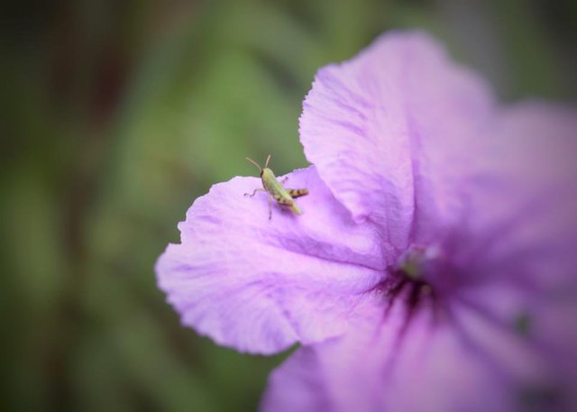 Ruellia tuberosa_7.jpeg