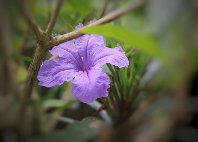 Ruellia tuberosa_4.jpeg