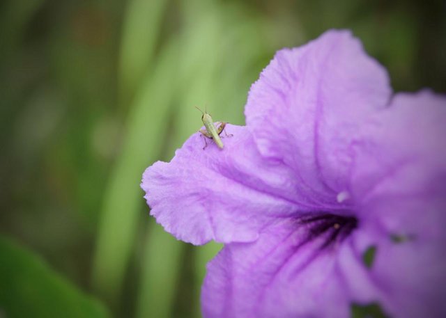 Ruellia tuberosa_6.jpeg