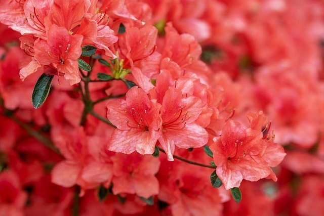 azalea-3387715__480.jpg