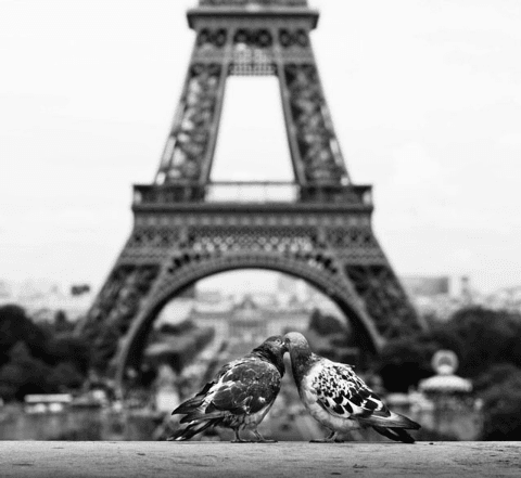 Two pigeons are whispering endearments to each other in front of the Eiffel Towe.png
