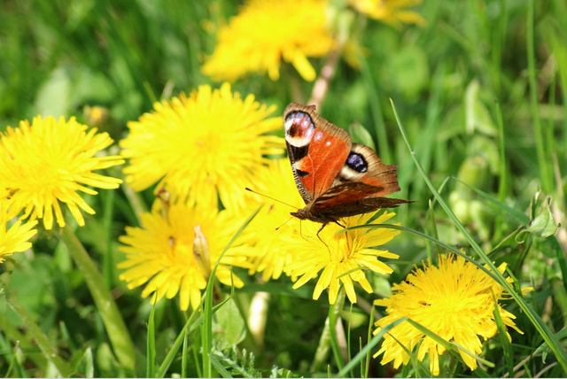 butterfly photo (1).png