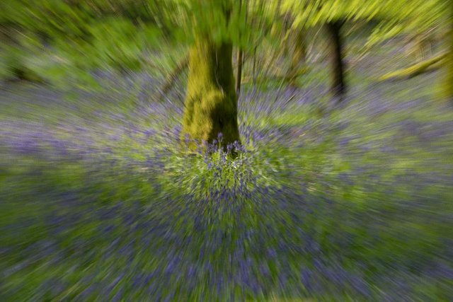 Bluebells at Dinefwr Castle Woods - By Steve J Huggett.jpg