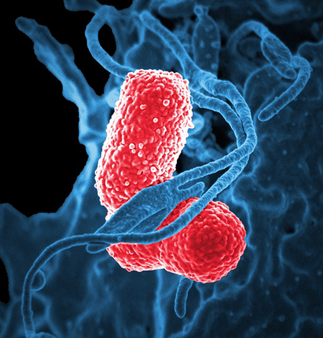 bacteria-811861_640.png