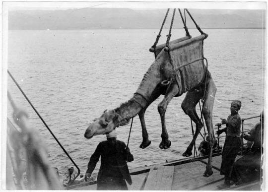 Arab-dockworkers-loading-a-camel-onto-a-barge-1918..jpg