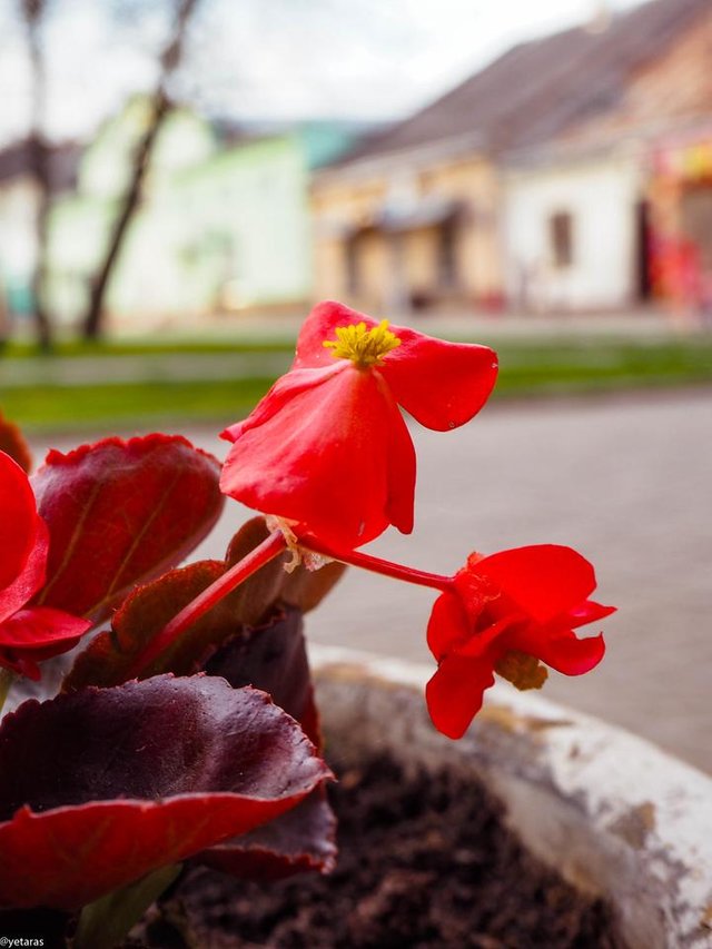 red flowers 2.jpg