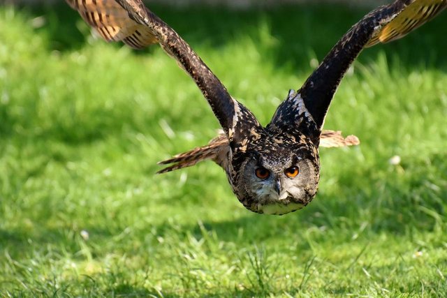 beautiful owl.jpg