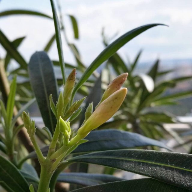 Endlich Frühling V  - plants - flowers - oleander - green - home - planting - plantlife.jpg