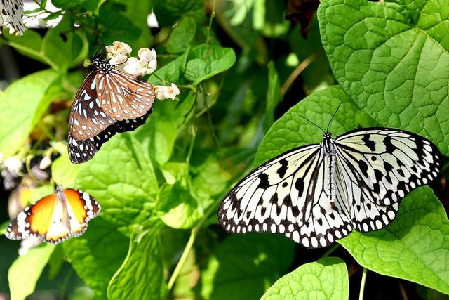 buterfly photo (2).jpg