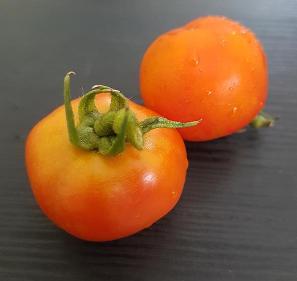 Tomatoes06.jpg