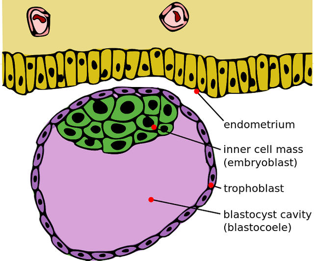 Inner Cell Mass.png