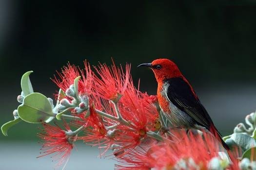 scarlet-honeyeater-bird-red-feathers.jpg