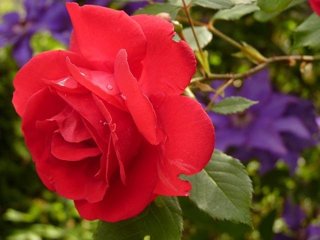 Fragrance-Bloom-Red-Rose-Rose-Rose-Bloom-Blossom-7634.jpg