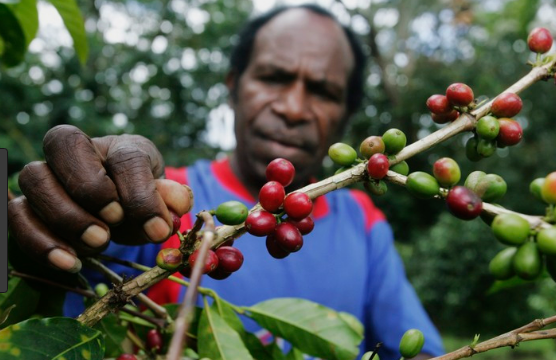 kpi mawena papua.PNG