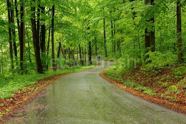 5564432_stock-photo-green-forest-with-pathway.jpg