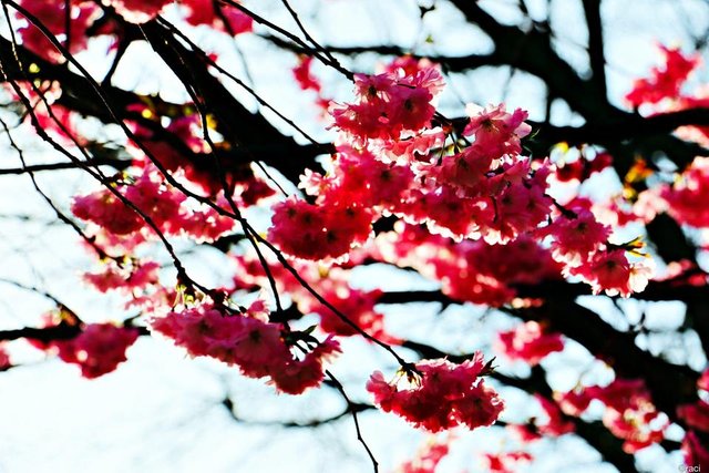 batch_Blossom with blue sky.jpg