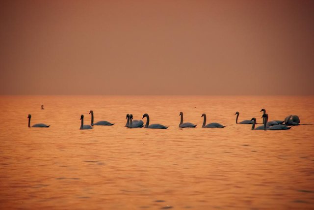 Swans6.jpg