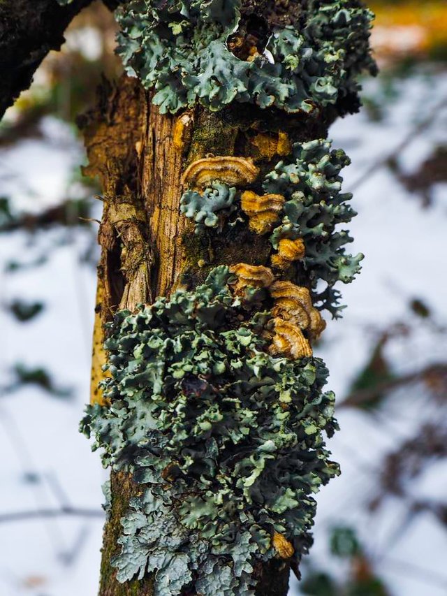 macrophotography lichens 4.jpg