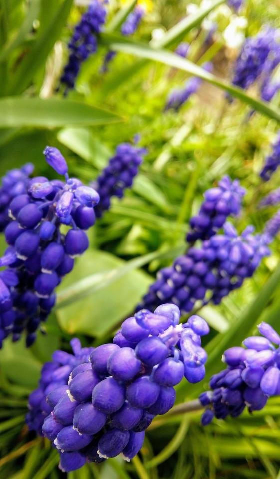 Grape Hyacinth