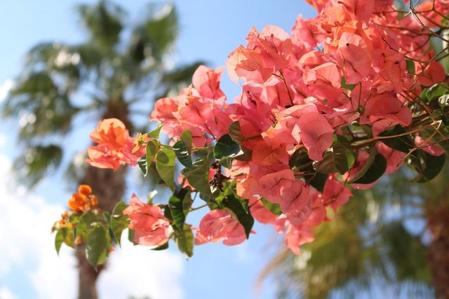 bougainvillea-1696303_1920.jpg