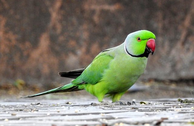 rose-ringed-parakeet.jpg