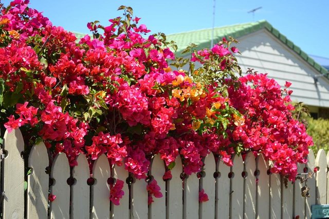 bougainvillea-66533_1920.jpg