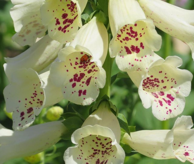 Foxglove4.JPG