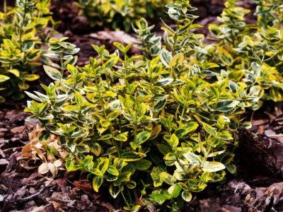 euonymus-variety-400x300.jpg