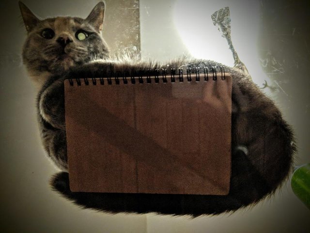 cat-on-notebook.jpg