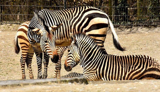 zebras-3387822__480.jpg