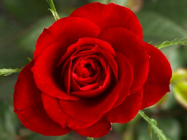 red rose.JPG