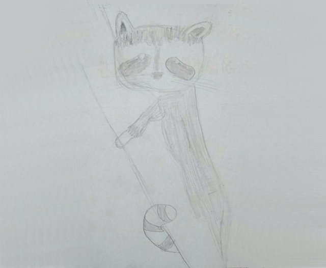 2018.05.12-浣熊.jpg