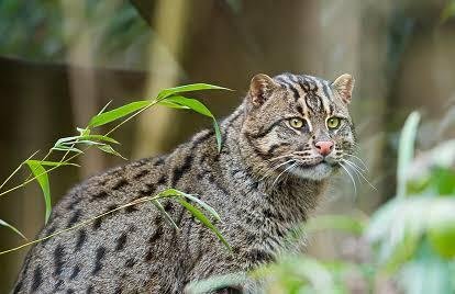 A state animal of West Bengal-Fishing Cat 🐈 — Steemit