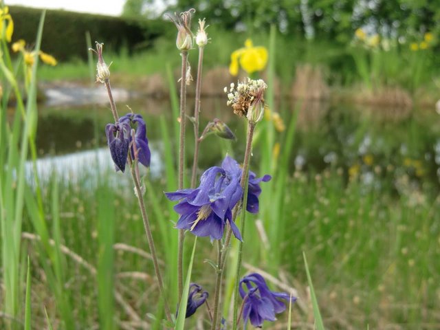 blue-columbine-yellow-iris-pond