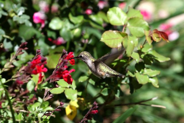 hummingbird.jpg