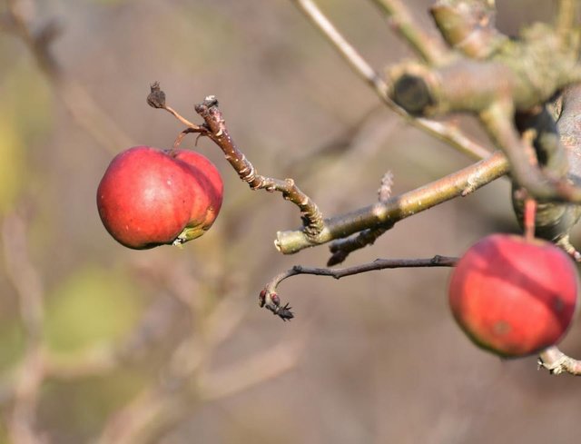 apple tree winter 2.jpg