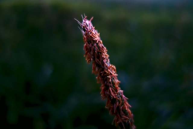 DSC05000_01.jpg