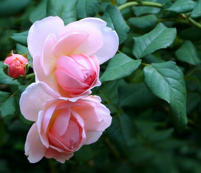 roses_pink_flower_buds_old_world_roses_thorns_native_variety-1145767.jpg