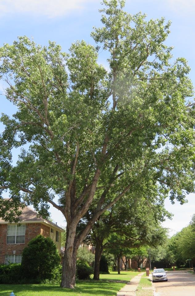 Cottonwood5.JPG