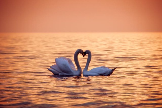 Swans3.jpg