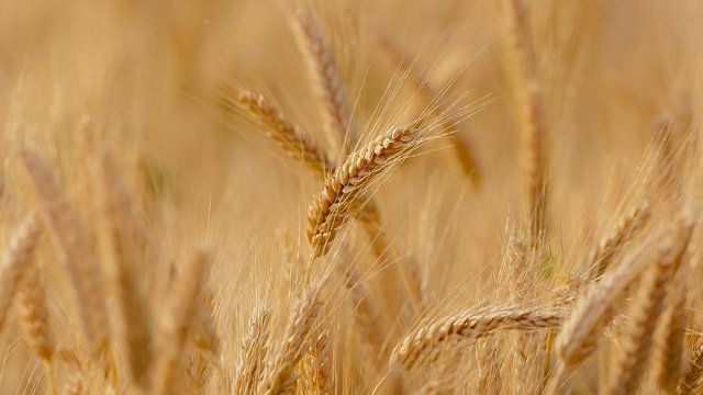 wheat-3241114_1920.jpg