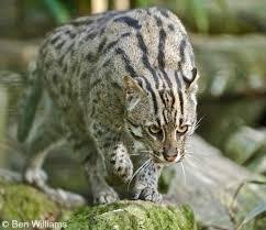 A state animal of West Bengal-Fishing Cat 🐈 — Steemit